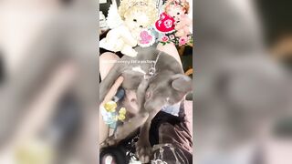 Billie Eilish: Cute doggy... #2